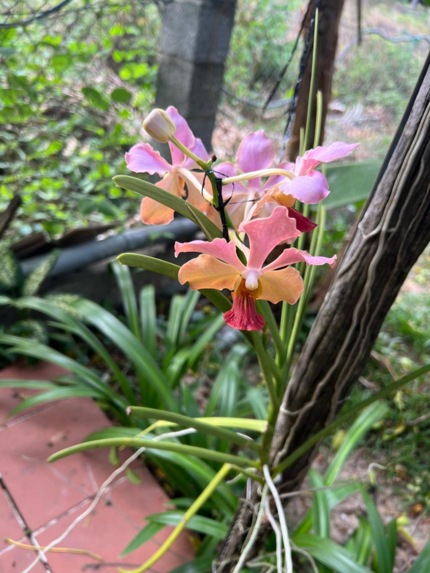 Tropical Garden Phu Quoc Apartment Екстериор снимка
